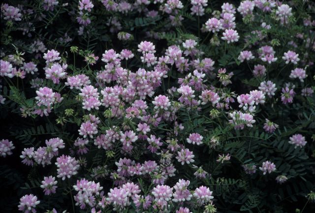 Crown Vetch