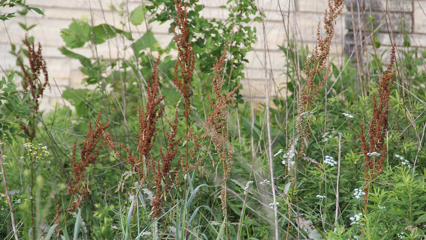 curly dock (Rumex crispus)