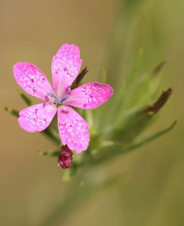 Deptford Pink