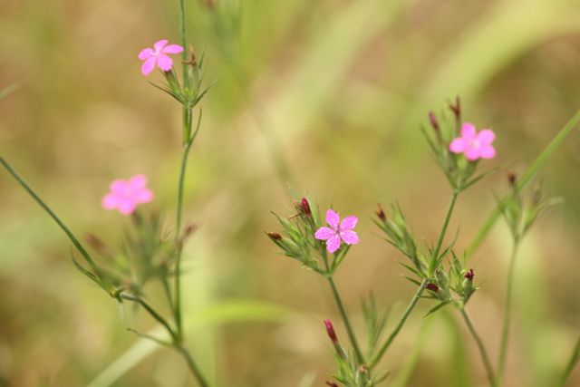 Deptford Pink