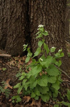 Garlic Mustard