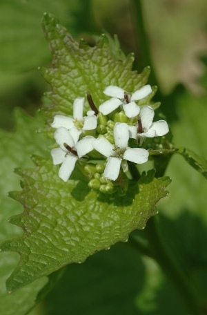 Garlic Mustard