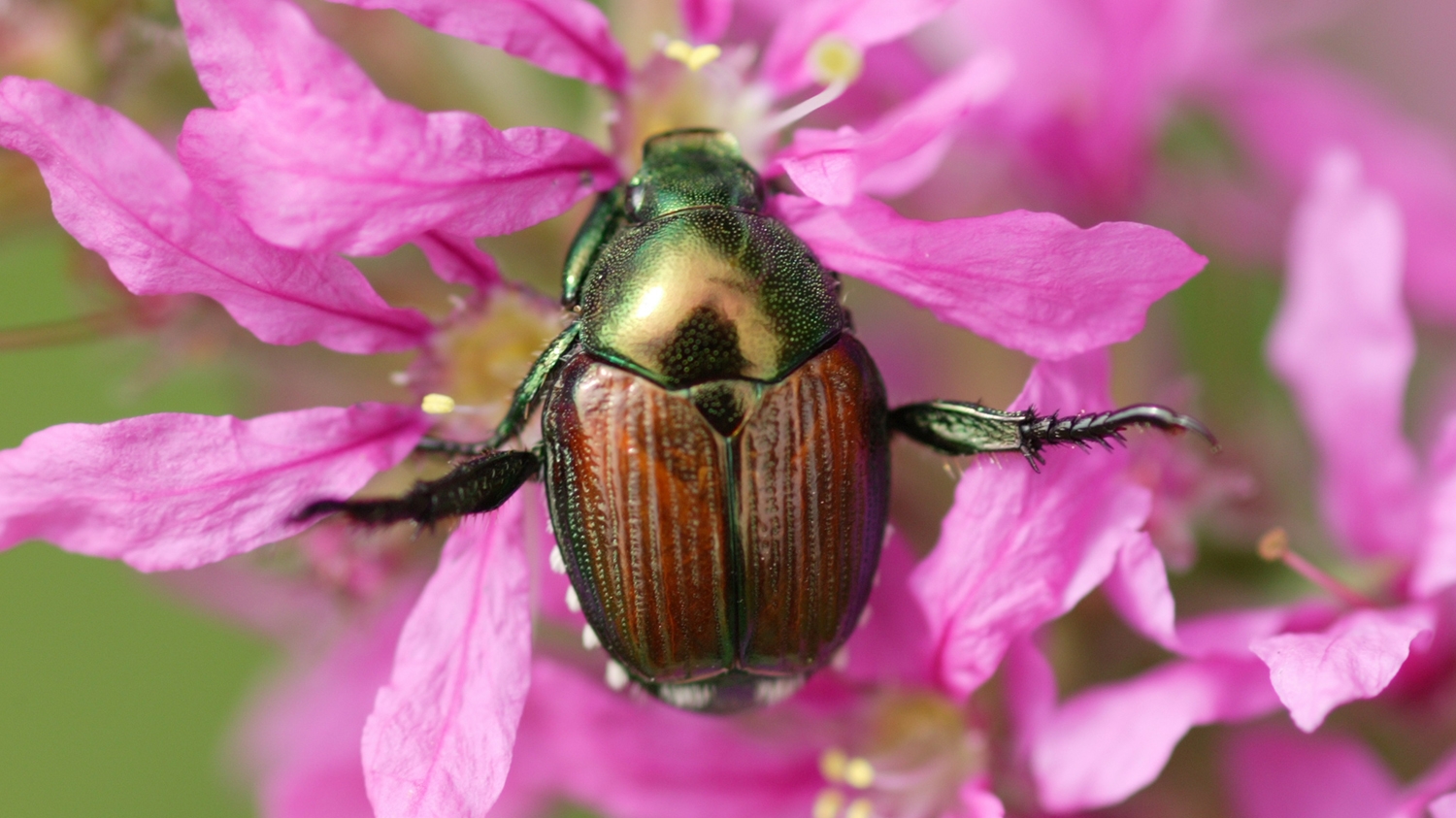 Japanese beetle