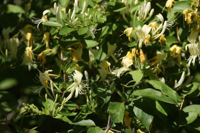 ESJapaneseHoneysuckle.jpg