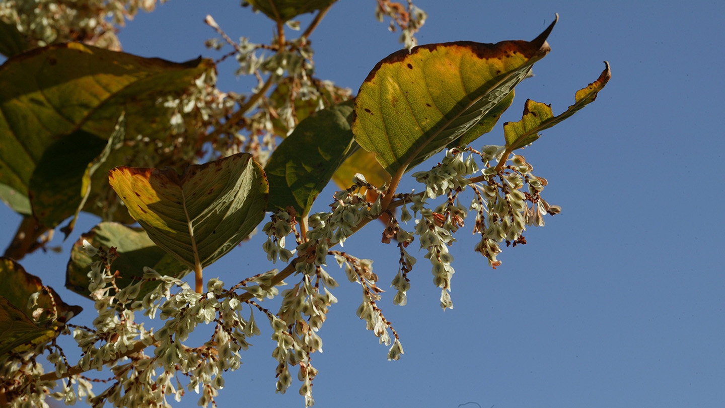 Japanese knotweed (Reynoutria japonica)