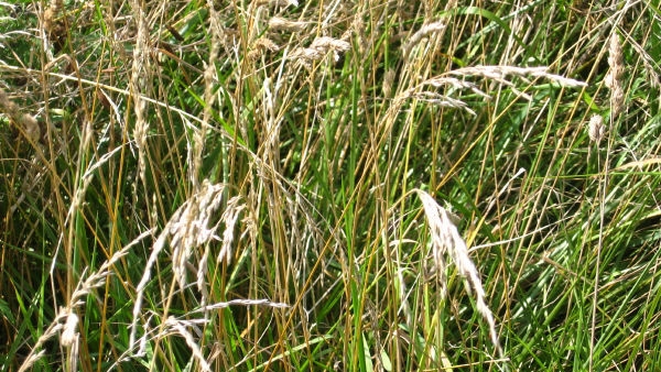 Johnson grass (Sorghum halepense)