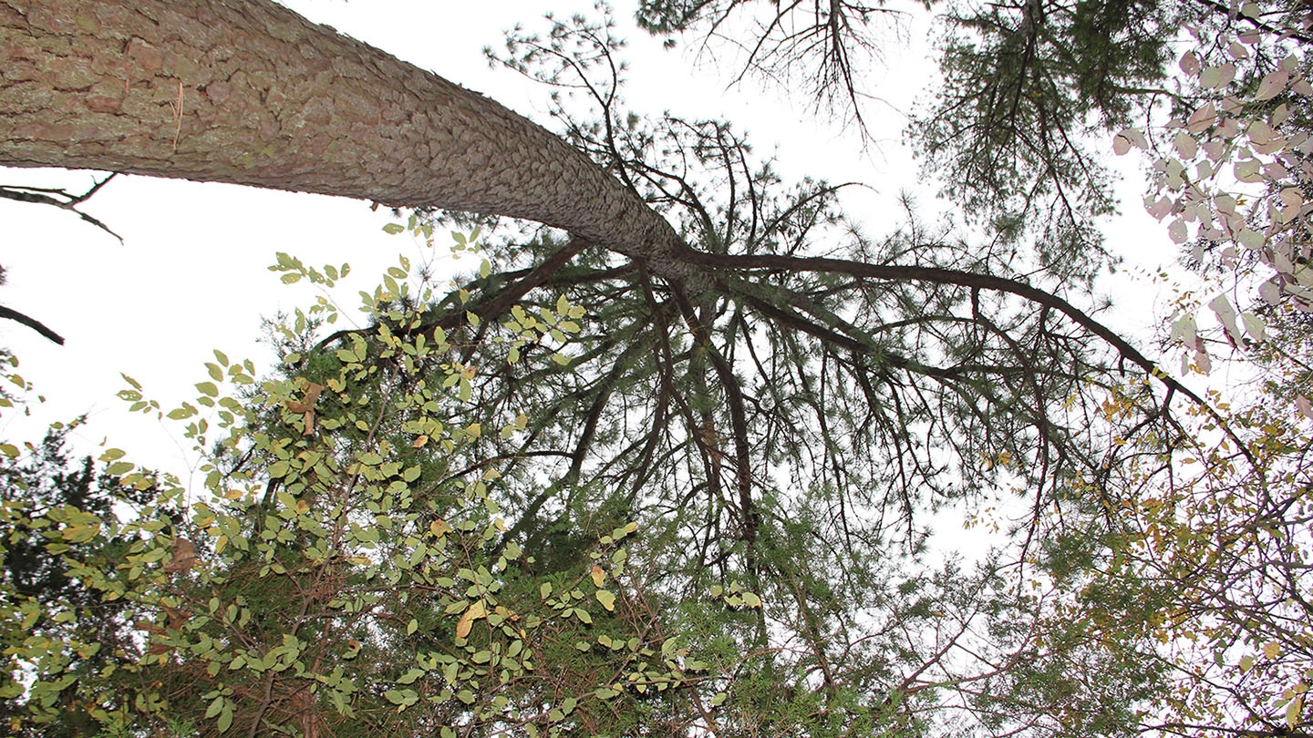 loblolly pine (Pinus taeda)