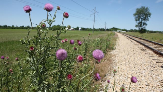 musk thistle (Carduus nutans)