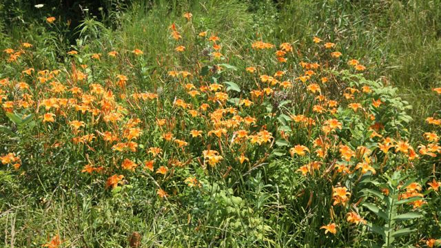 orange day lily (Hemerocallis fulva)