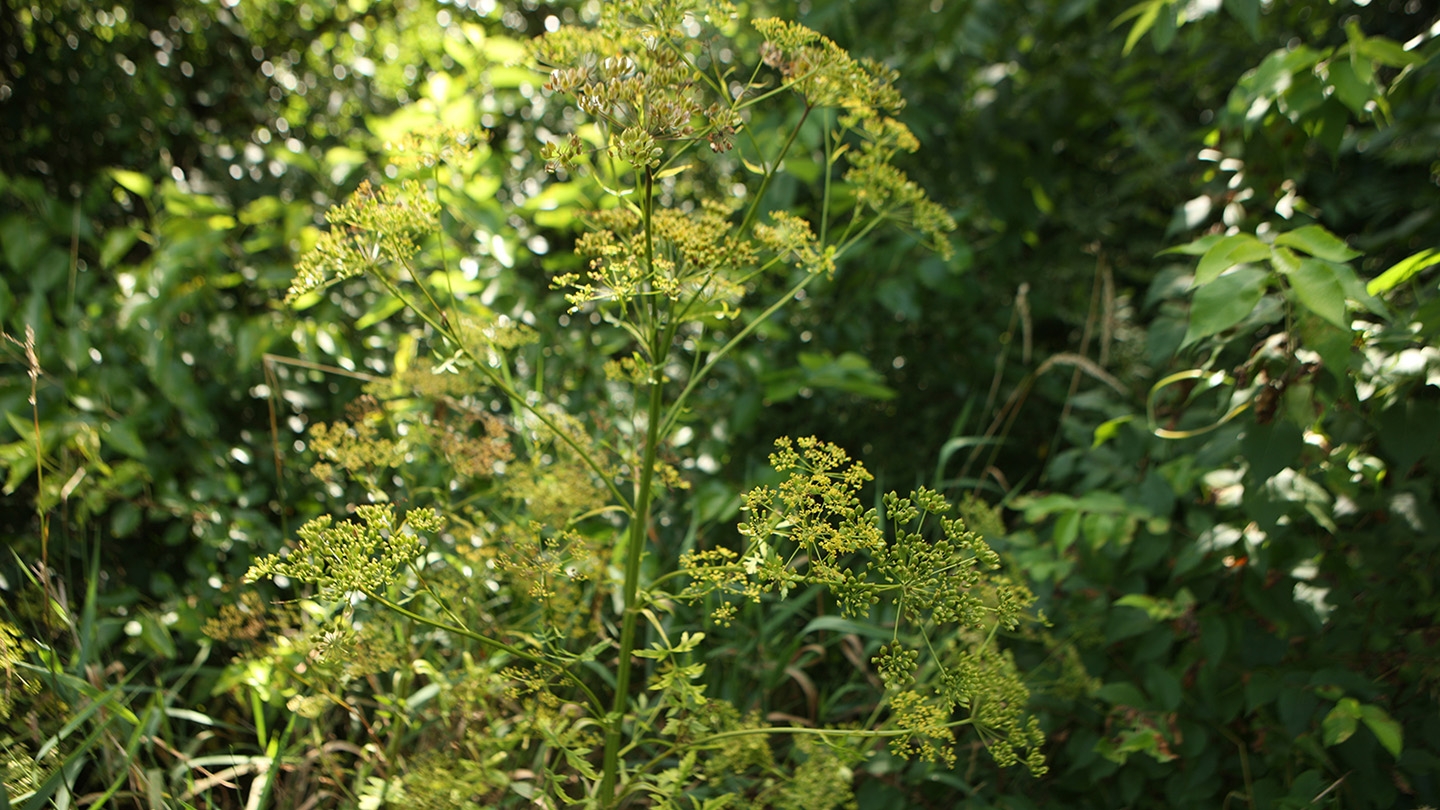 parsnip (Pastinaca sativa)