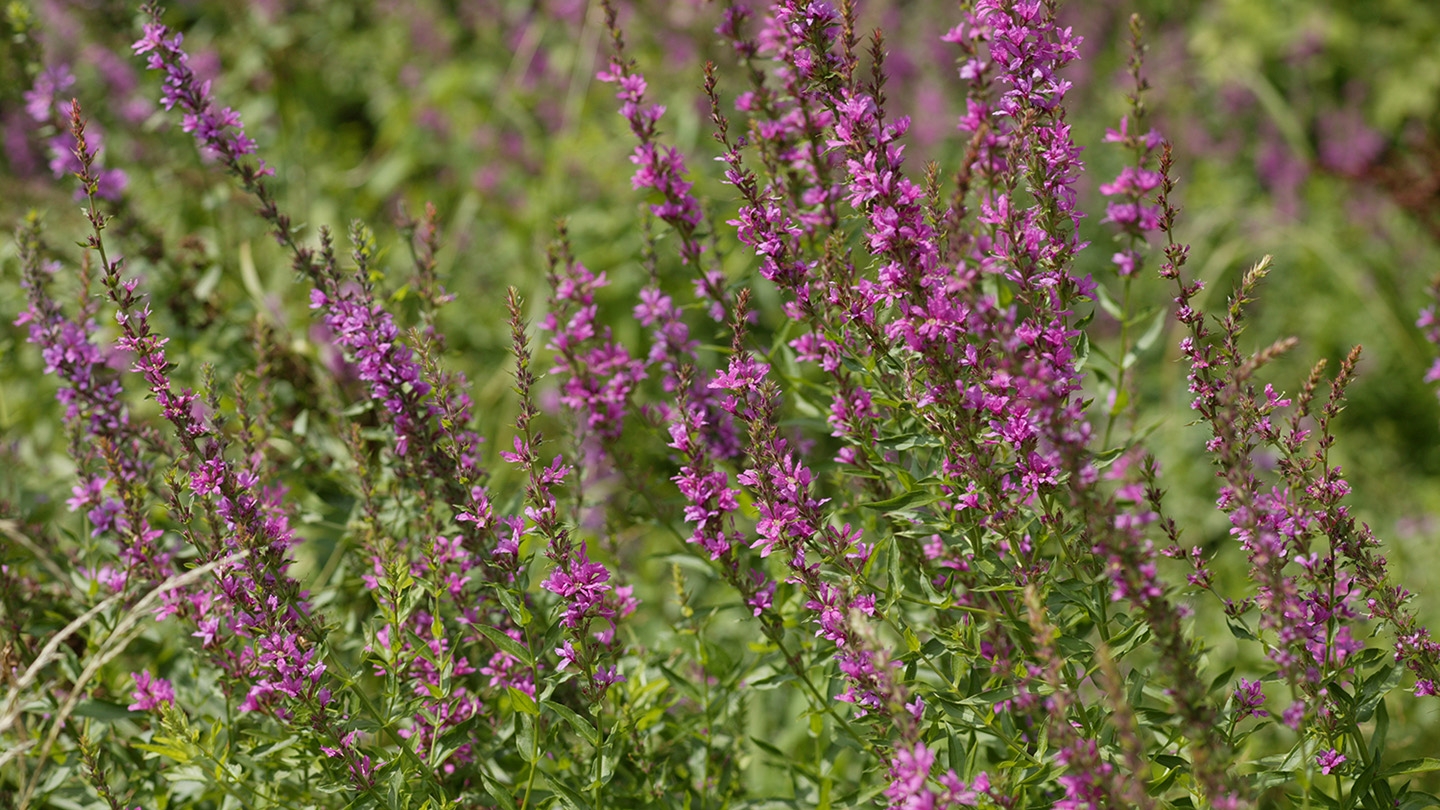 purple loosestrife (Lythrum salicaria)