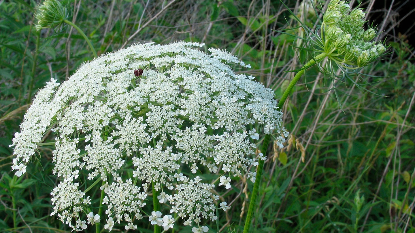 Queen Anne's Lace
