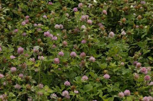 red clover (Trifolium pratense)