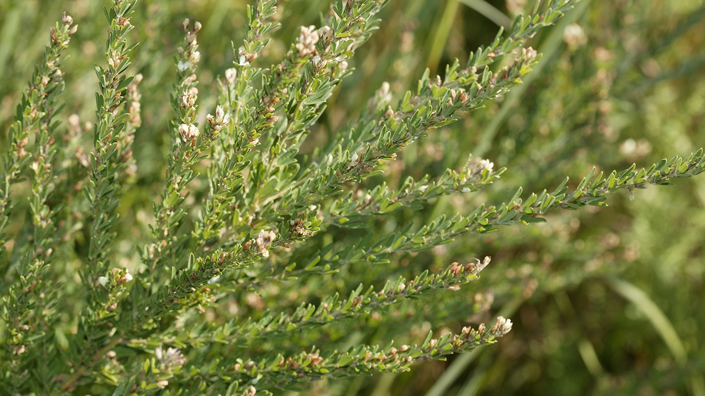 sericea lespedeza (Lespedeza cuneata)