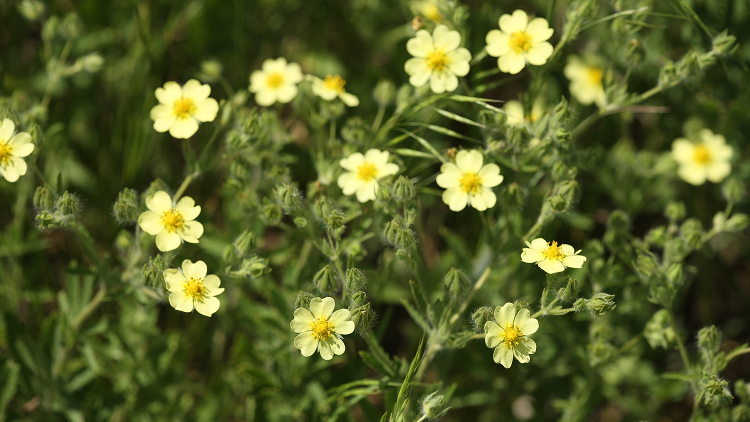 sulfur cinquefoil (Potentilla recta)