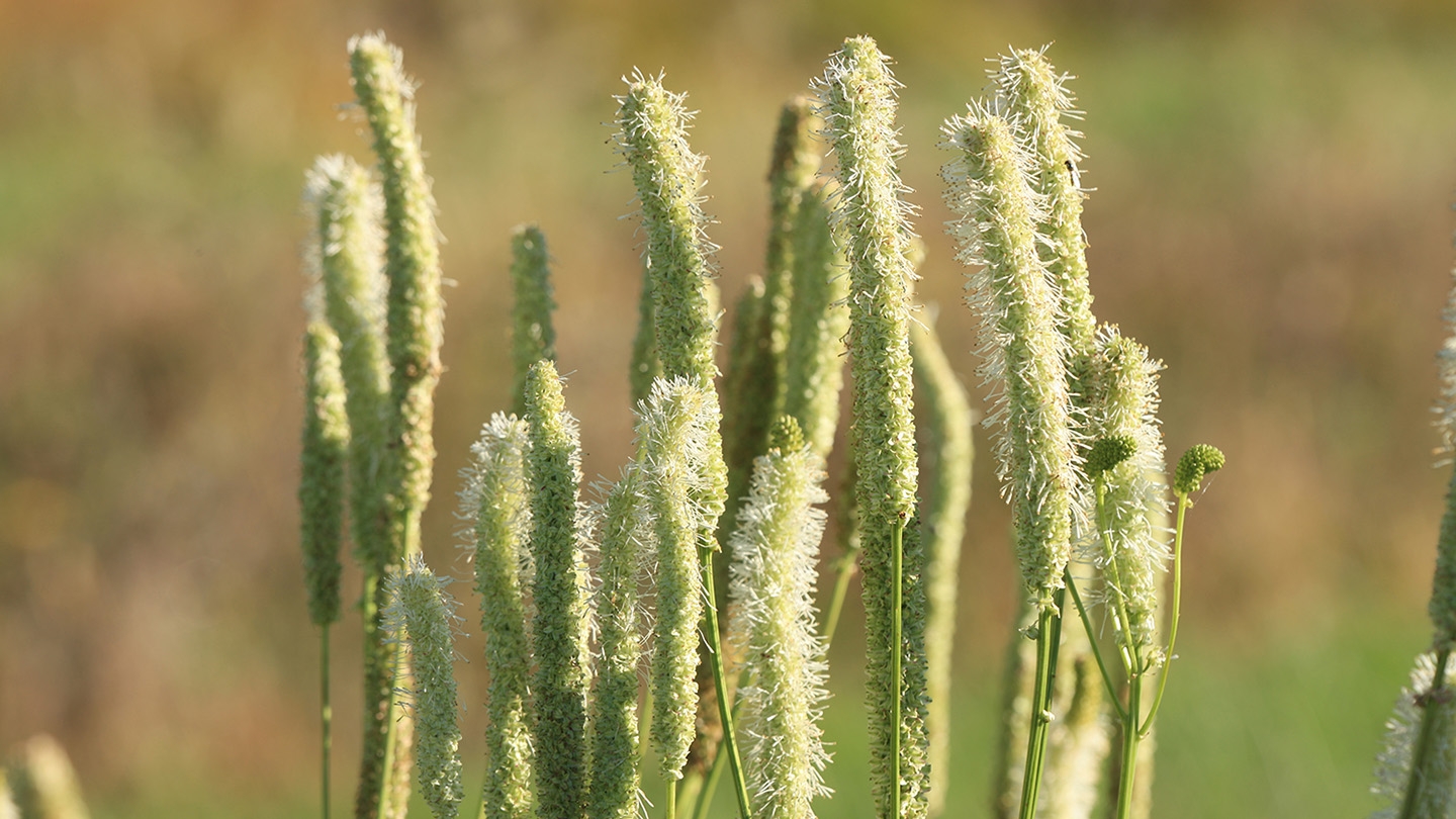 timothy (Phleum pratense)