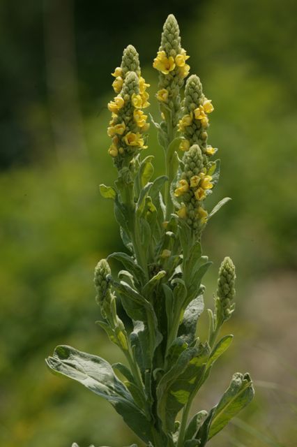 woolly mullein in flower