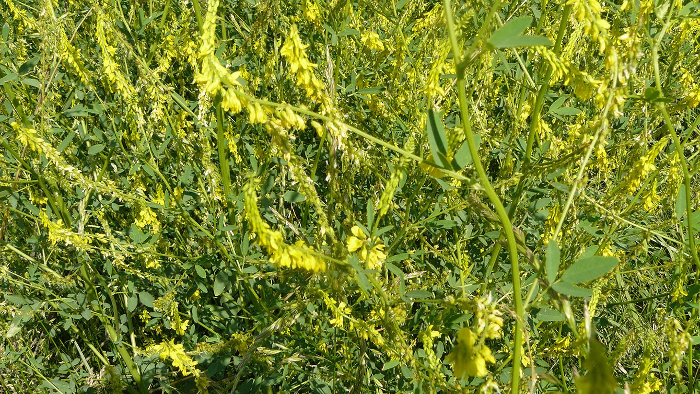 yellow sweet clover (Melilotus officinalis)