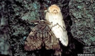 EuropeanGypsyMoth