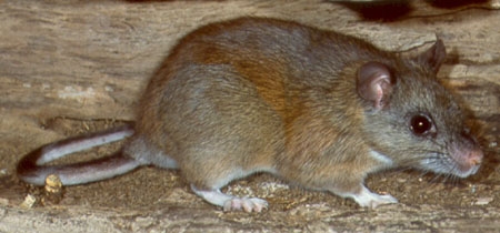 ewoodrat.jpg