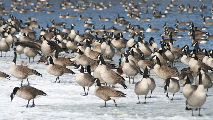 Feb2020Geese.jpg