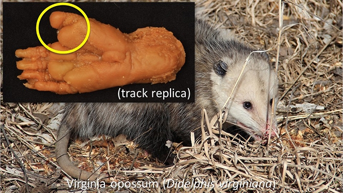 Feb2020Opossum.JPG