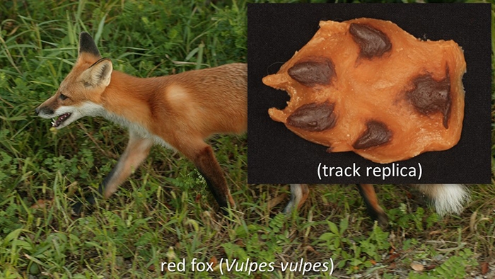 Feb2020RedFox.JPG