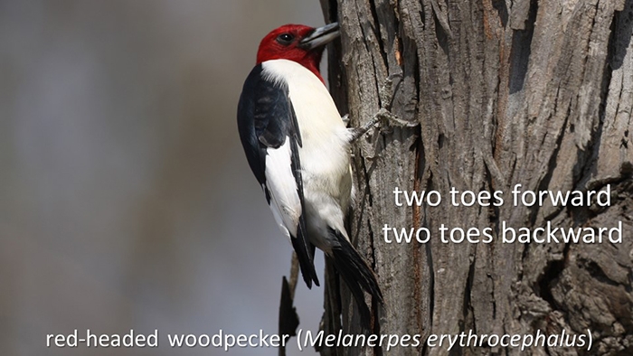 Feb2020Woodpecker.JPG