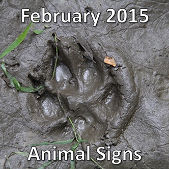 February 2015: Animal Signs
