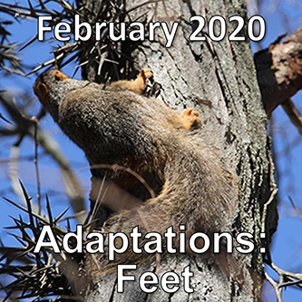 February 2020: Adaptations - Feet