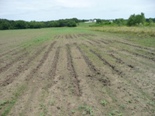 Picture of feral swine damage in field