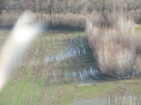 Picture of feral swine damage in field