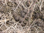 Picture of feral swine damage in field