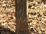 Picture of feral swine damage in field