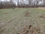 Picture of feral swine damage in field