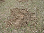 Picture of feral swine damage in field