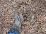 Picture of feral swine damage in field