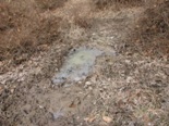 Picture of feral swine damage in field