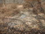 Picture of feral swine damage in field