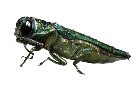 Adult EAB