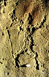 Prehistoric Petroglyph of Human Figure, Piney Creek Ravine Natural Area
