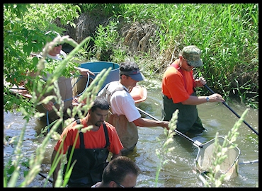 A group fish sampling