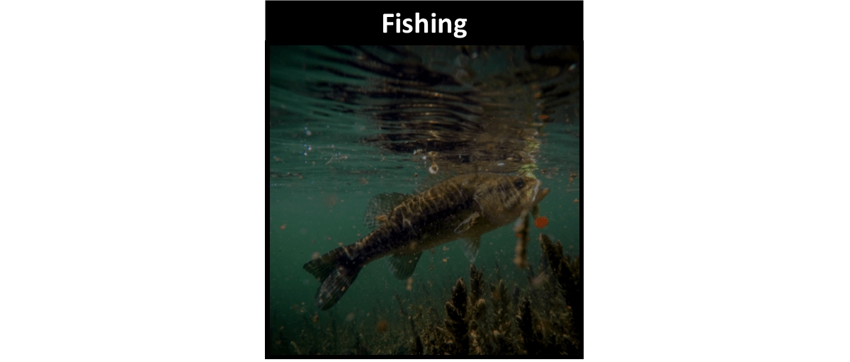 Fishing