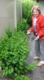 FlowersInDriveway1