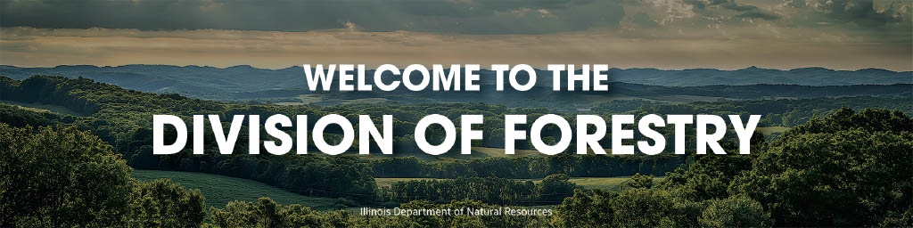 Welcome to the Division of Forestry Logo