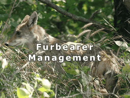 Furbearers Management