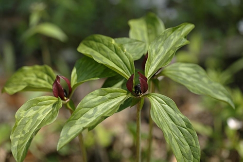 purple trillium