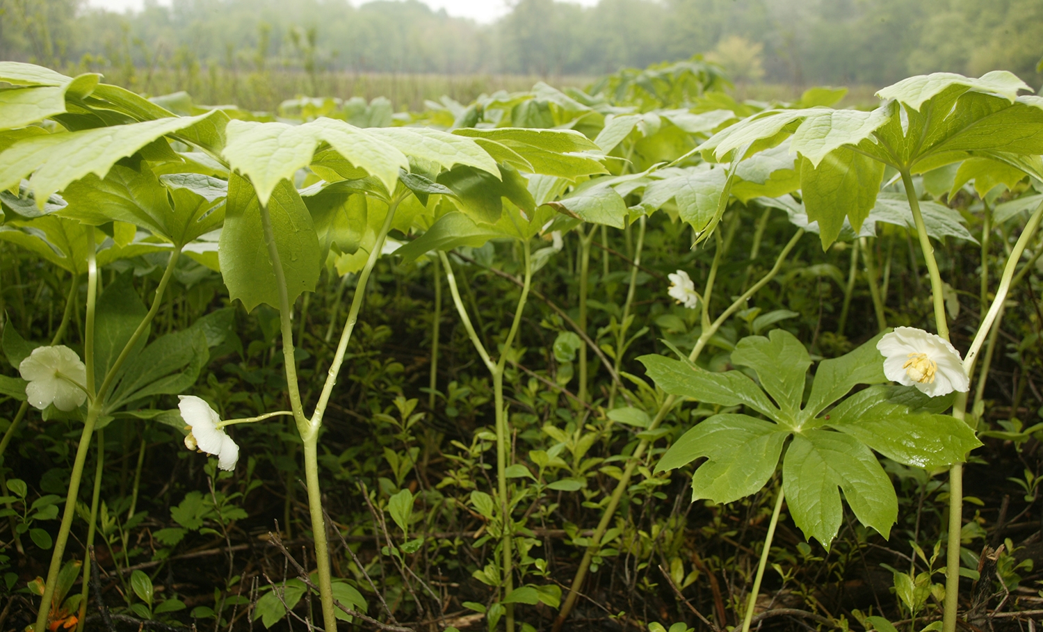 mayapple (Podophyllum peltatum)