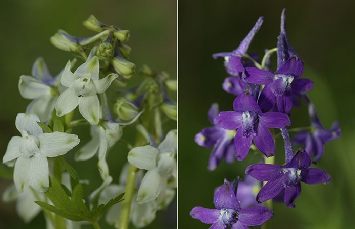 dwarf larkspur (Delphinium tricorne) [white form, purple form]