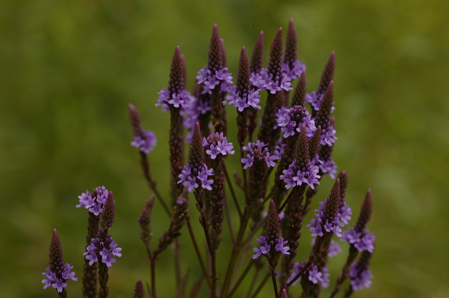 blue vervain